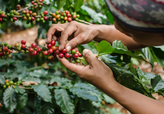 Origins of Arabica Bourbon Origins of Arabica Bourbon